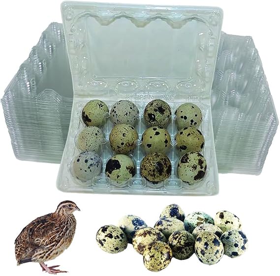 NWQuailFarm JUMBO Quail Eggs Cartons 50 Pack - Holds 12 (3x4) Larger Quail Egg - Designed to hold Coturnix Jumbo Quail Eggs