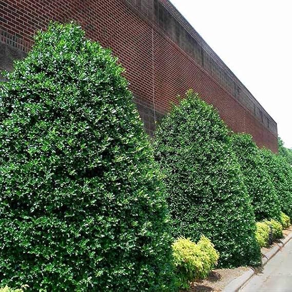 Brighter Blooms Nellie Stevens Holly Shrub, 1 Gallon | No Shipping to AK, AZ, HI, OR