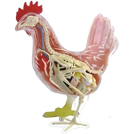 4D Animal Anatomy Model Chicken, Torso Anatomy Model, 32 Parts Model Anatomy Models, Skeleton Medical Anatomy Education