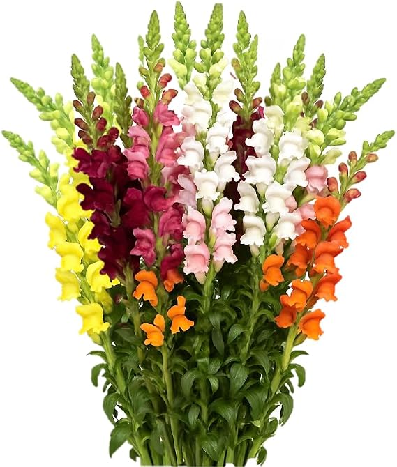 GlobalRose 20 Stems of Fresh Cut Assorted Snapdragon Fillers - Fresh Flowers Fillers Perfect for Wedding