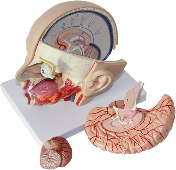 Xiaoxu Human With Brain Anatomy Model Model Cerebral Anatomy Of Model Cerebral Artery