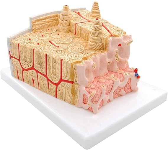 Bone Structure Model, Orthopedic Teaching Movement System, Orthopedic Clinical Teaching Model, Microscopic Anatomical Structure