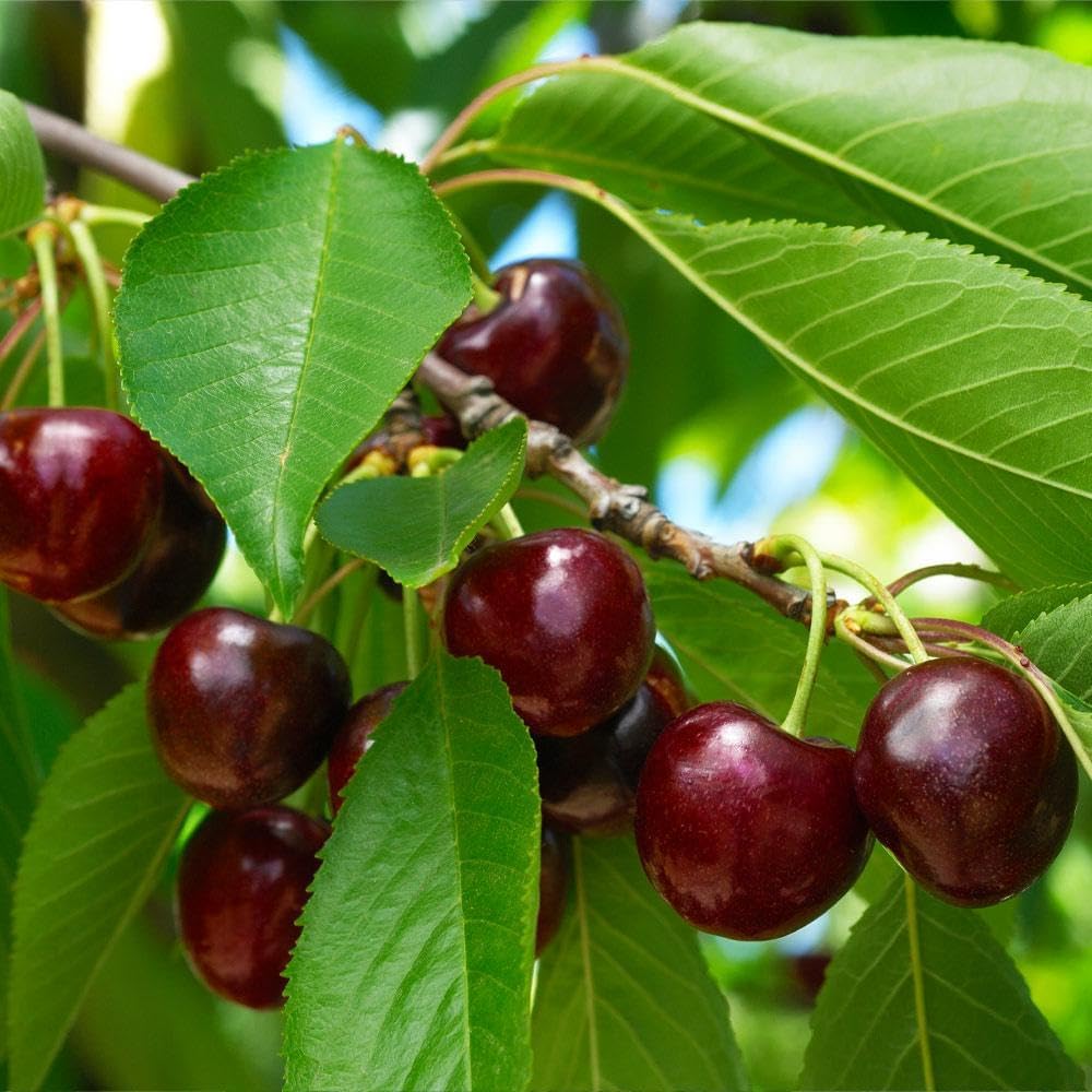 Brighter Blooms - Black Tartarian Cherry Tree, 5-6 ft. - No Shipping to AZ, CA, ID, WA, and OR