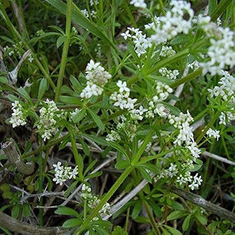 Cleavers (Galium aparine) - Packet of 20 Seeds