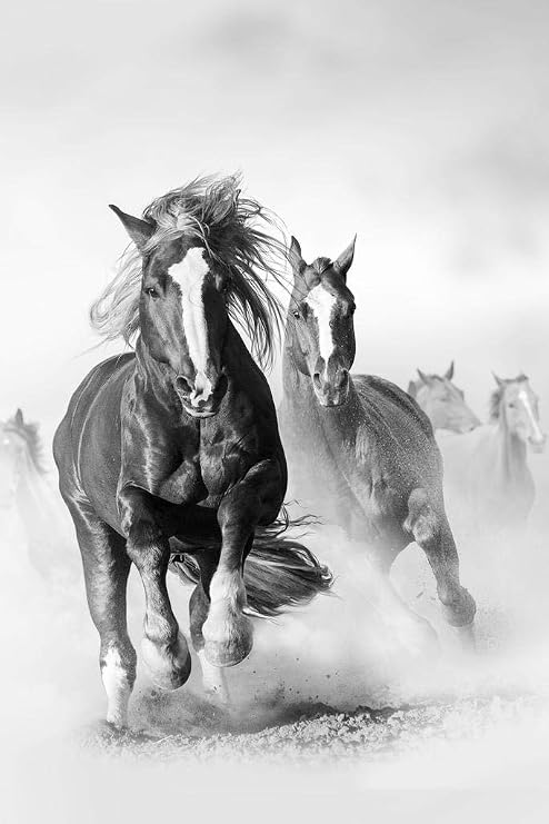 Wild Mustang Horses Running Galloping Free Horse Herd On Dusty Plains Black And White Animal Photo Photograph Cool Wall Art Print Poster 24x36