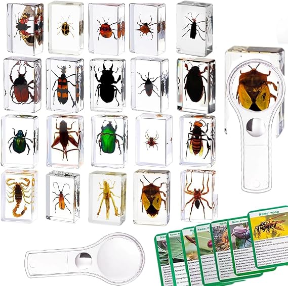 20 Resin Insects, Real Insect Specimens in Transparent Resin, Educational Bugs for Preschool, Classroom Science, and Home Display with Magnifying Glass and Insect Card Instructions