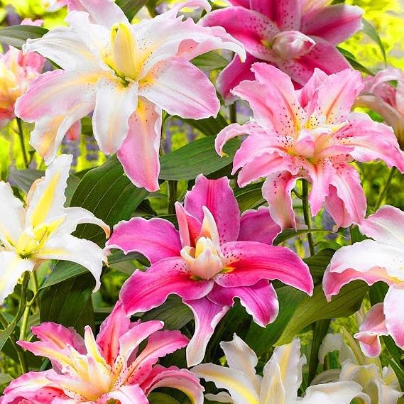 6 Mixed Colour Lilium Asiatic Lily Gardening Summer Flower Bulb Lilies Corm