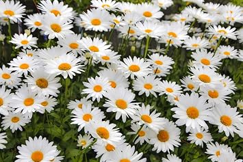 Posterazzi PDDUS38SGU0011 White Shasta Daisy Photo Print, 18 x 24, Multi
