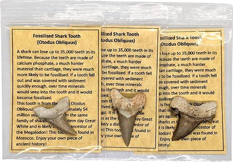 Fossil Sharks Teeth - 3 Authentic Fossilized Sharks Teeth, Each with It's Own Bag and Info Card