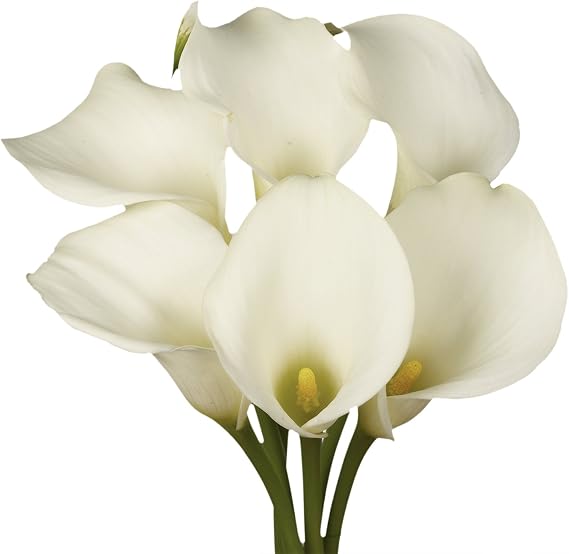 GlobalRose 12 White Calla Lily Flowers Hand-Picked Flowers Fresh Bouquet for Graduation, Anniversary, Birthday & Special Occasions