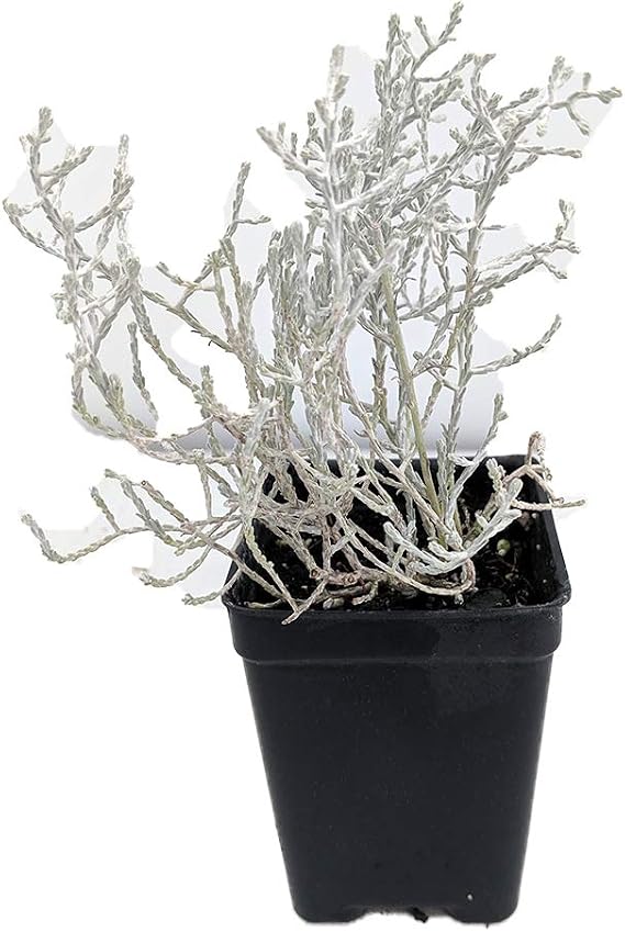 Cushion Bush - Leucophyta brownii- 2.5" Pot - Terrarium/Fairy Garden/House Plant