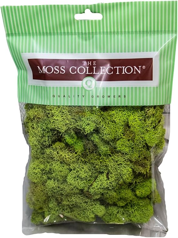 Reindeer Moss, Preserved Moss, Chartreuse, Small 1-Pack