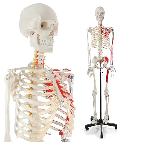breesky 70.8 Inches Human Skeleton Model for Anatomy - Life Size Medical Human Skeleton Model with Numbered & Painted Muscle Origin and Insertion Points Rolling Stand