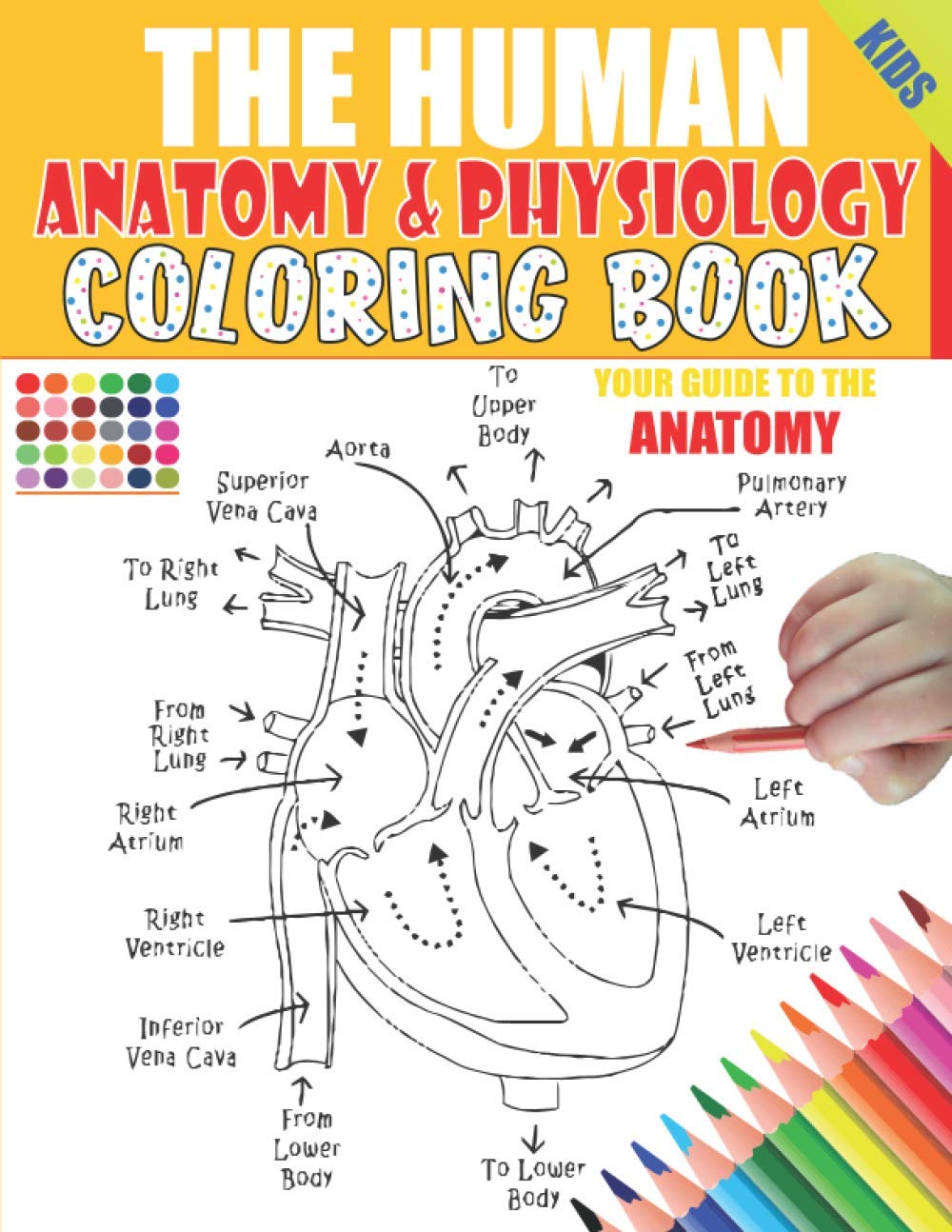 The Human Anatomy and Physiology Coloring Book: 50 illustrations in an Activity coloring book for kids and teens, Great christmas, thanksgiving, ... yourself, structure & function smart Anatomy Paperback – November 4, 2020