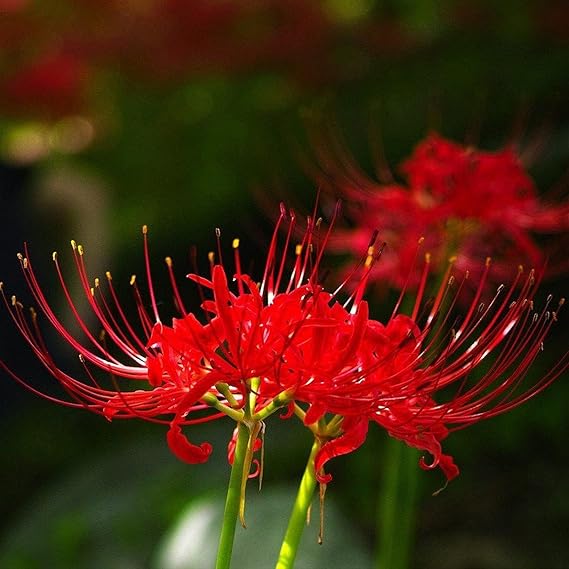Iridescent,Perennial,Hardy,Gorgeous Spider Lily Bulbs Mix UK,Good for Containers,Flowering Rhizome,Excellent Display,Balcony Garden Bulbs.-2bulbs-A
