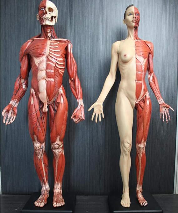 Anatomy Model Figure 2pc Human Anatomy Model 60cm Male Female Muscular Anatomy Human Bone -PU Mterial - Doctor to Study Drawing Artist Skeleton Model