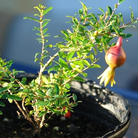Orange Master Pomegranate (Punica granatum) - Grow Now or Store for Future Planting - Capsule of 10 Seeds