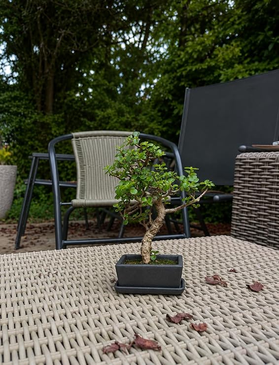 Kare Saksıda Bonsai Ağacı