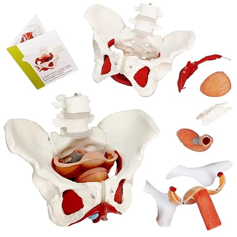 EVOTECH SCIENTIFIC Female Pelvis and Perineum Model with Removable Organs
