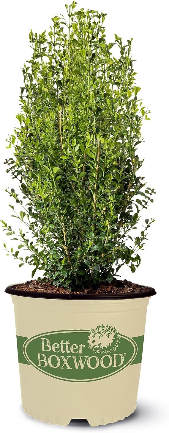 2g Boxwood Better Heritage