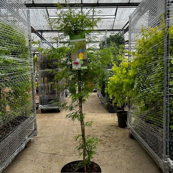 Acer Palmatum Emerald Lace Japanese Maple, 120 cm Tall, 14 Litre Pot