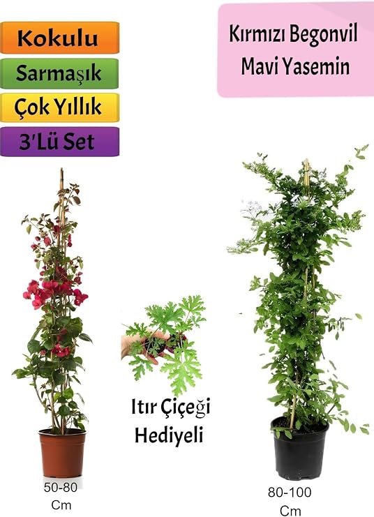 Gardenbox Mavi Yasemin, Kırmızı Begonvil, İtır Çiçeği Hediyeli, Çok Renkli, 3'lü Set
