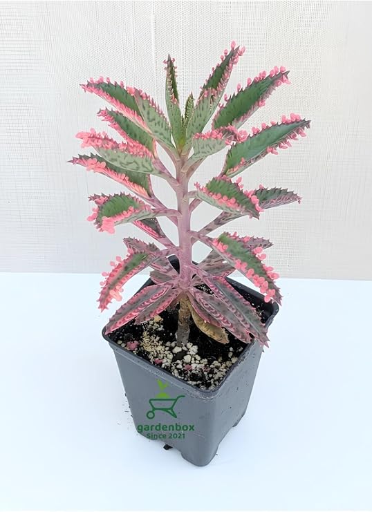 Pembe Aşkın Gözyaşı Çiçeği, Kalanchoe Daigremontiana, 10-15 cm