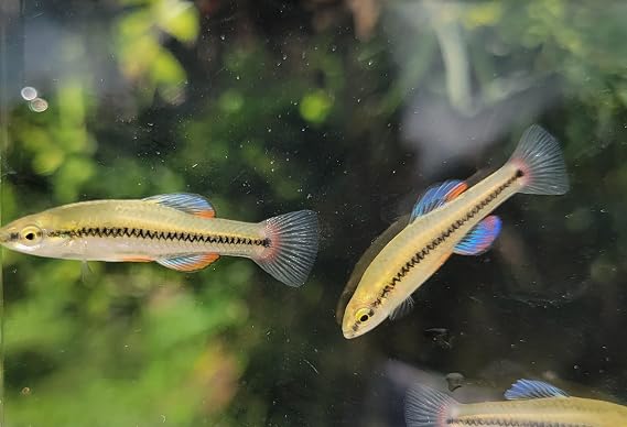 Bluefin Killifish Lucania goodei