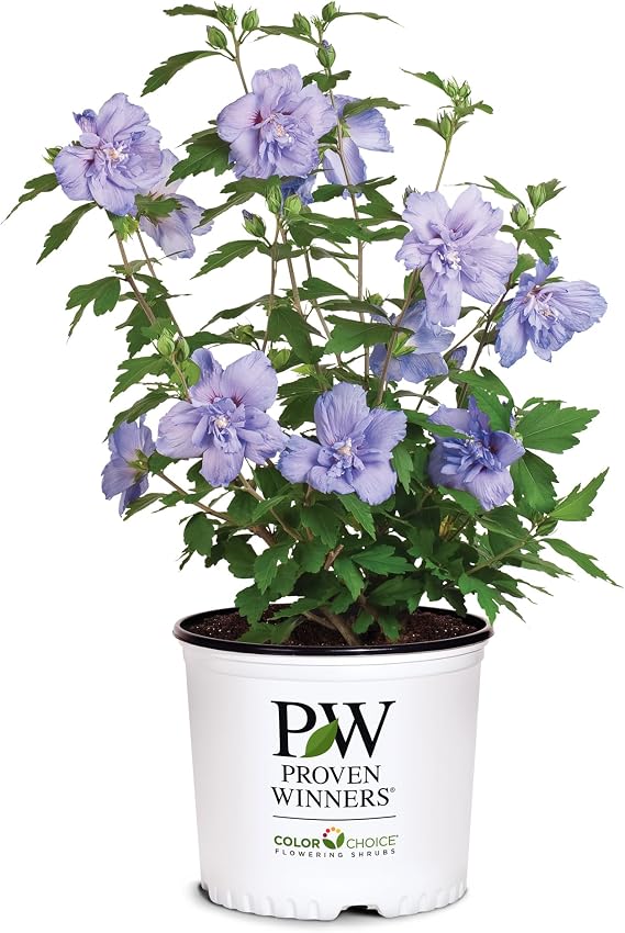 Proven Winners 2 Gal. Blue Chiffon Rose of Sharon (Hibiscus) Shrub