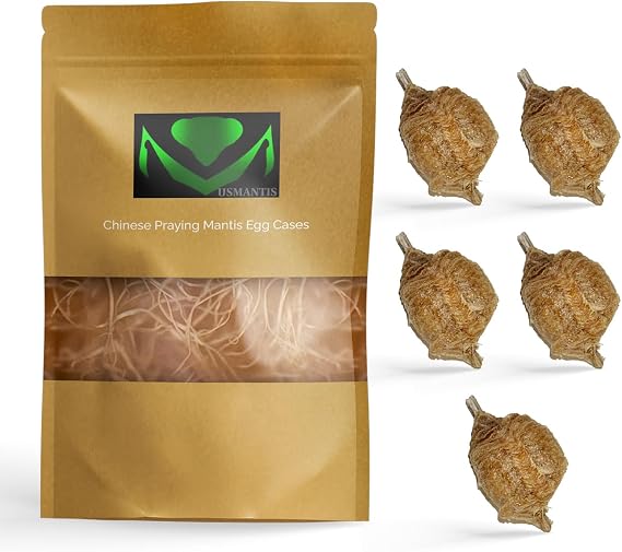 USMANTIS Chinese Praying Mantis Ootheca Egg Cases Pack of 5 | Includes hatching habitat bag with clear window; each case can produce up to 400 baby nymphs for educational insect projects.