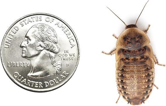 200 Live Large Dubia Roaches | Live Arrival is  | Shipped in Cloth Bags