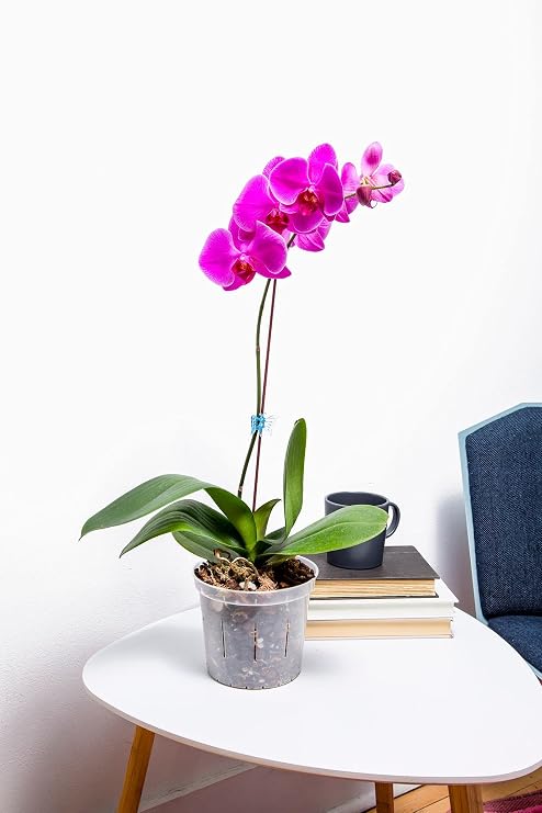Orchid Repotting Pack