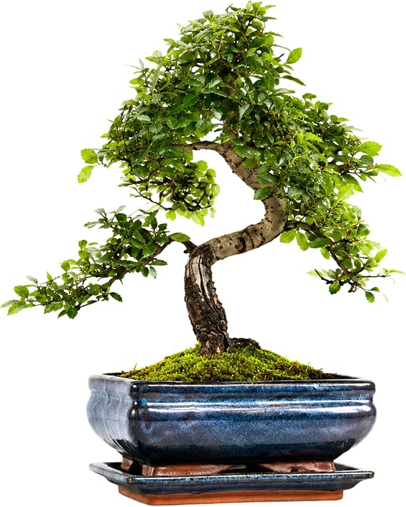 Chinese Elm Bonsai Tree 30–40cm | 8–10 Years Old | Elegant Indoor, Outdoor Bonsai Gift for Beginners | Includes Glazed Ceramic Pot & Drip Tray