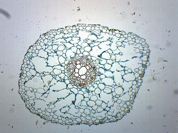 EISCO - Ranunculus Root - Cross Section - Prepared Microscope Slide - 75 x 25mm - Biology & Microscopy