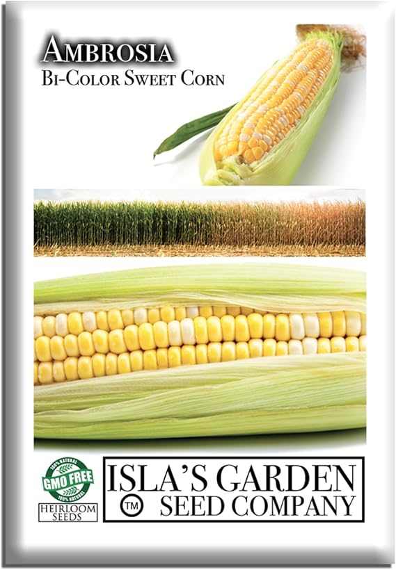 Ambrosia Bi-Color Sweet Corn Seeds (Zea mays) 50+ Non-GMO Seeds by Islas Garden Seeds, Yellow & White Sweetcorn Variety for Backyard Garden Rows and Summer Harvests, Delicious Home Garden Gift Idea