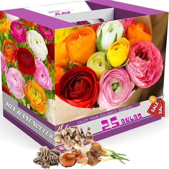 25 Mixed Ranunculus Bulbs for Planting, Peony Perennial Flower