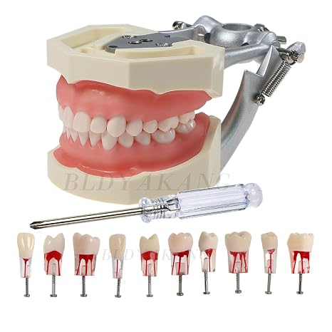 Dental Typodont Teeth Model NISSIN 200 Type 28 Teeth,with 10 RCT Root Canal Practice Teeth (M8011-C & M8006-10)