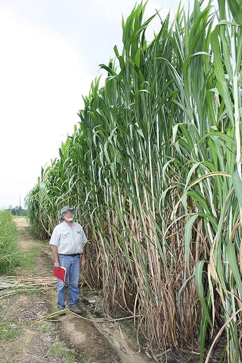 Elephant Grass Seeds - Tallest Grass in the World - Ships from Iowa, Made in USA (1,000 Seeds)