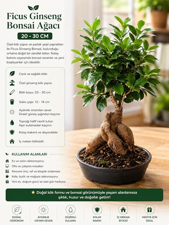 Ficus Ginseng Bonsai Ağacı Saksı, 20-30 cm