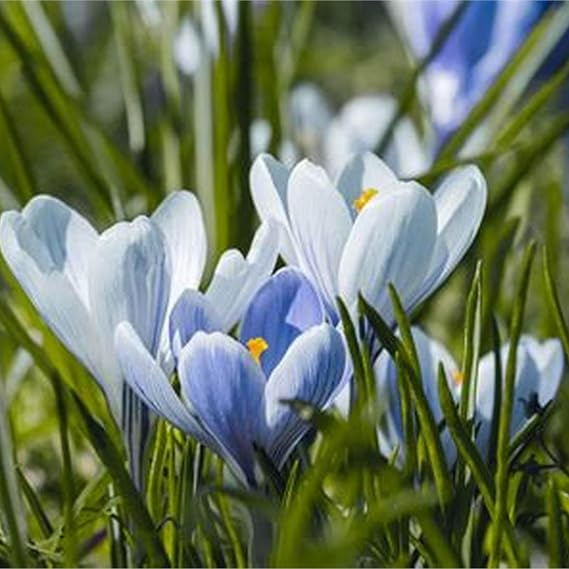 Gorgeous Crocus Bulbs Mix UK,Perennial,Flowering Rhizome,Iridescent,Excellent Display,Hardy,Good for Containers,Balcony Garden Bulbs.-10bulbs-A