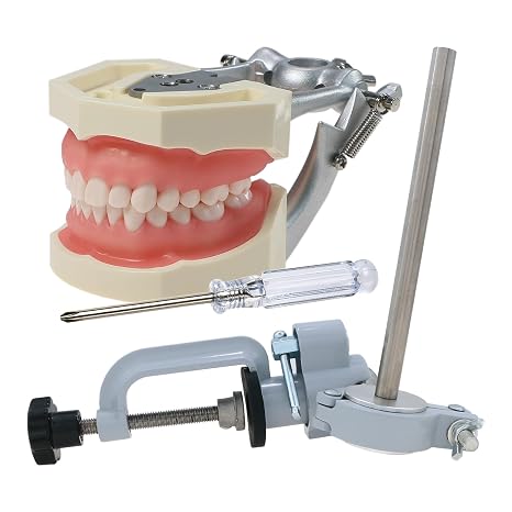 Dental Typodont Model Mounting Pole kit 28Pcs Detachable Teeth Model Suitable for Teaching Practice and Study