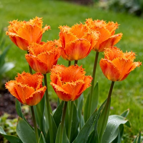 Tulip Bulbs Ready to Plant,Simply Beautiful Flowering Perennial, Excellent Display for Home Garden & Landscaping-B-4 Bulbs