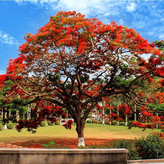 CHUXAY GARDEN Delonix Regia-Royal Poinciana,Flamboyant,Phoenix Flower,Flame of The Forest,Flame Tree 20 Seeds Ornamental Tree for Planting Privacy Screen Easily Grow
