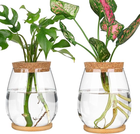 Plant Propagation Station,2 Pcs Glass Vases with Wooden Stand & Lid | Plant Terrarium for Propagating Hydroponic,Cork Anti-evaporation,Propagation Jars,Home Kitchen Decor,Gifts for Plant Lovers