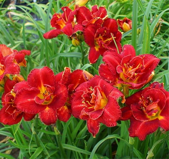 Daylily Bulbs, Suitable, Daylily Bulbs Plant, Easy Plant, Perennial, Grow Fast, Garden Flowers, Excellent Display, Mix Ornamental Flowers, 5Bulbs-I
