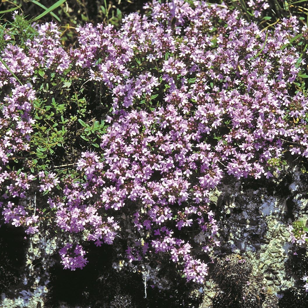 Outsidepride Mother of Thyme Creeping Thyme Seeds - 10000 Pcs Perennial, Fragrant, Drought Tolerant Ground Cover Seeds for Planting Lavender Flowers in Pathways & Pollinator-Friendly Landscaping