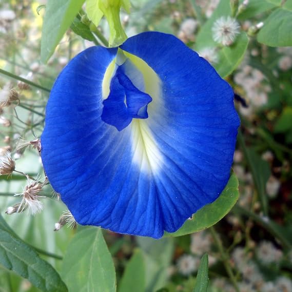 Blue Butterfly Pea Seeds Packet of 10 Seeds
