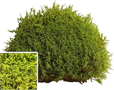 Fresh Live Sheet Moss for Terrarium Fairy Garden Projects Kokedama 6x9 Bag
