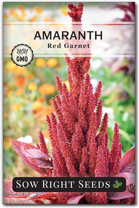 Sow Right Seeds - Red Garnet Amaranth Seed for Planting Amaranthus Grain