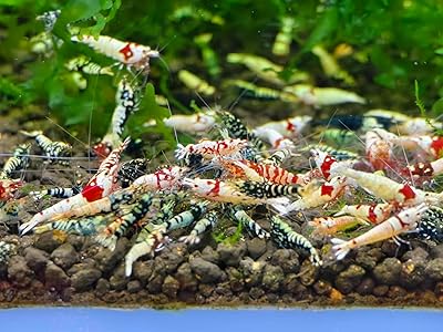 The Seam Oasis - Mix of 20 Caridina Shrimps - Red & Black Galaxy Fishbone, Pure Red Line & Deep Blue - Live Shrimp Freshwater Aquarium - Juvenile 14 - 12 in - Live Shrimp Arrival Guarantee